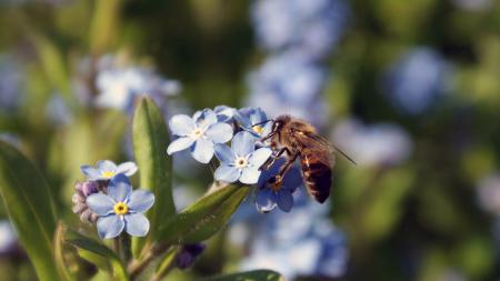Пчела сидит на цветке макросъемка, обои макро для ноутбука, природа, насекомые, животные