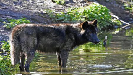 Большой черный волк у водоема, 5k ultra hd