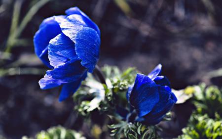 Анемоны синие, фото обои рабочего стола цветы, макросъемка, природа hd