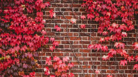 Ветви с красными листьями на кирпичной стене, заставки ultra hd 4k