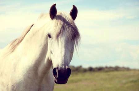 Красивая белая лошадь, обои коней скачать