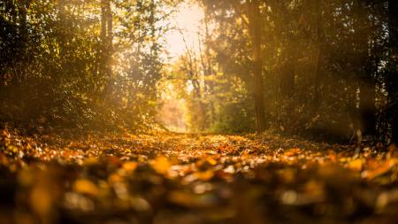 Осенний лес, заставка листья осень, 4k ultra hd