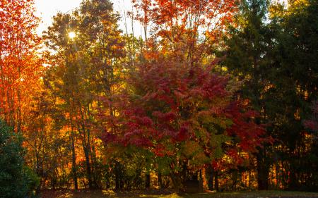 Яркие осенние деревья, 4k full hd Wide 16:10, красивая осень картинки для заставок бесплатно