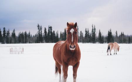 Коричневый конь зимой у леса, лошади зима обои