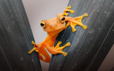 Оранжевая лягушка 4k ultra hd, фото жаба на обои