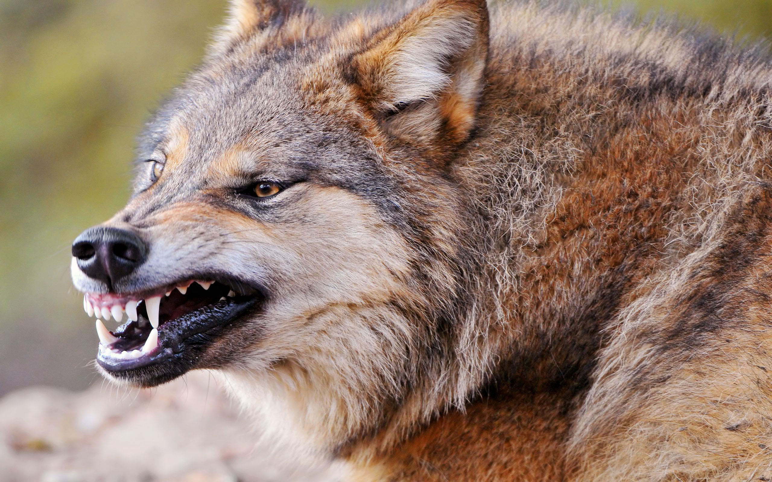 Обои оскал волка — скачать заставку животные (2560x1600)