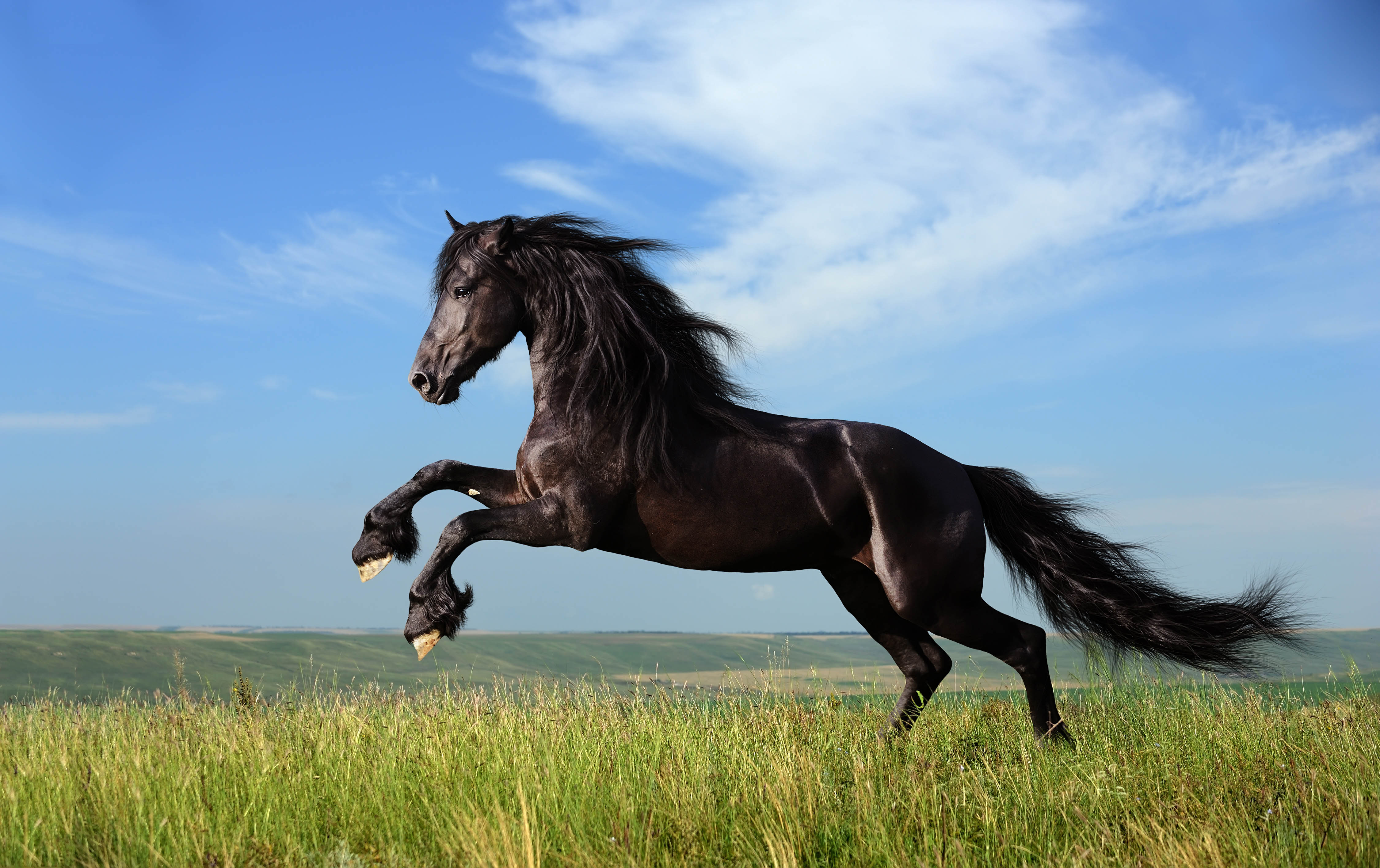 HDoboi.Kiev.ua - Черный конь в поле, обои на компьютер лошади