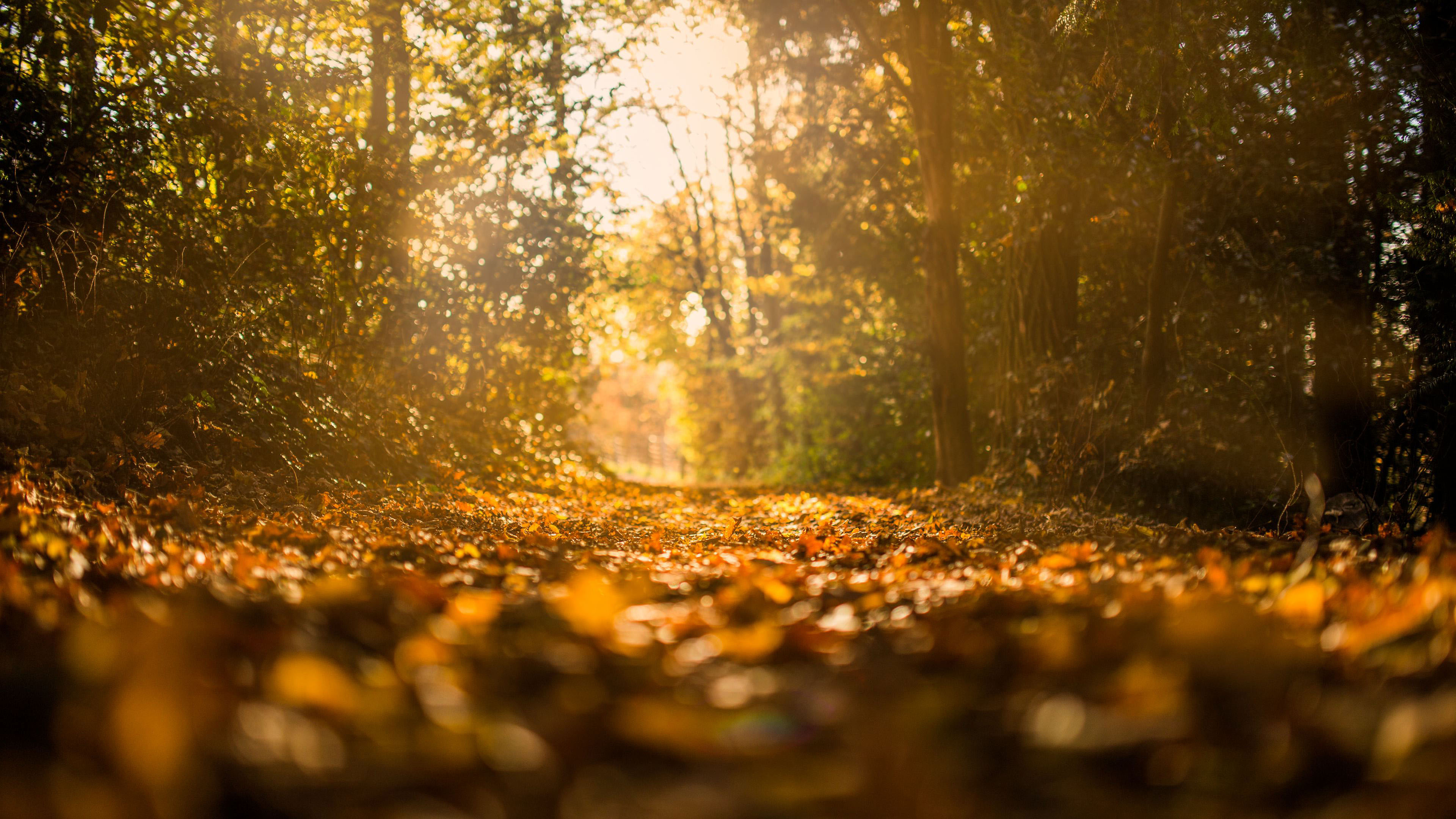 Осенний лес — Скачать обои на рабочий стол Осень (3840x2160)
