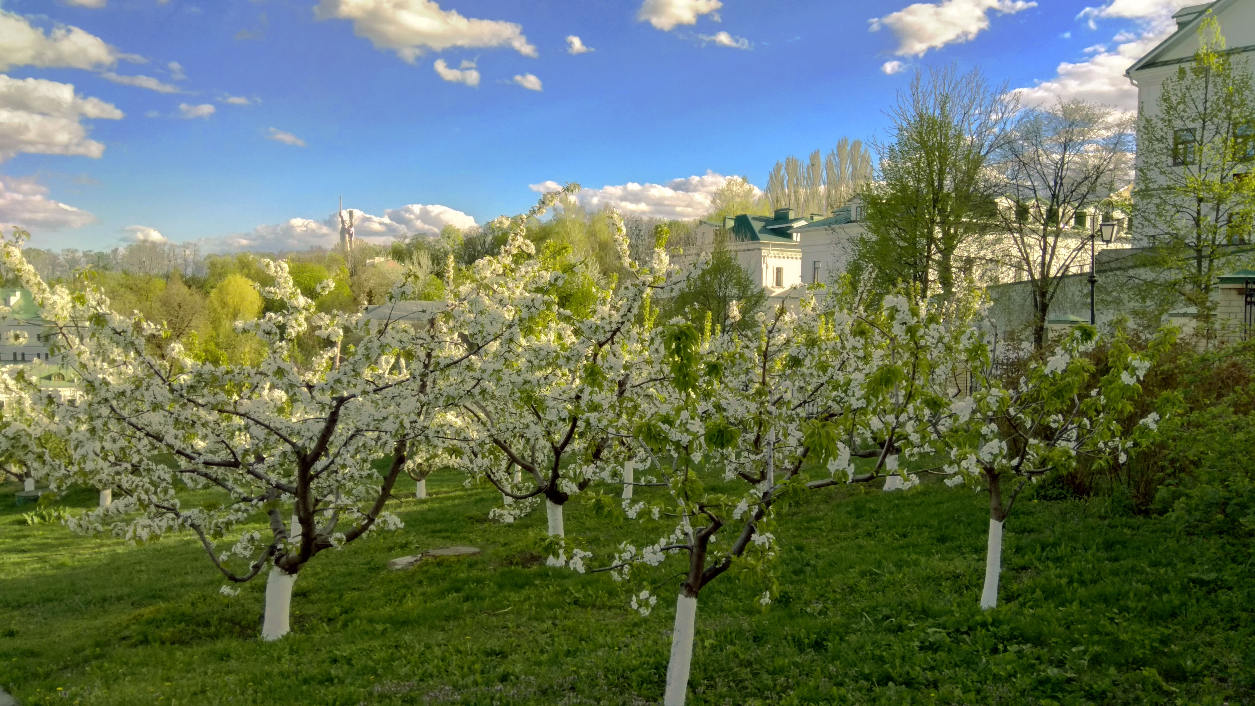Цветущий абрикосовый сад Молдова