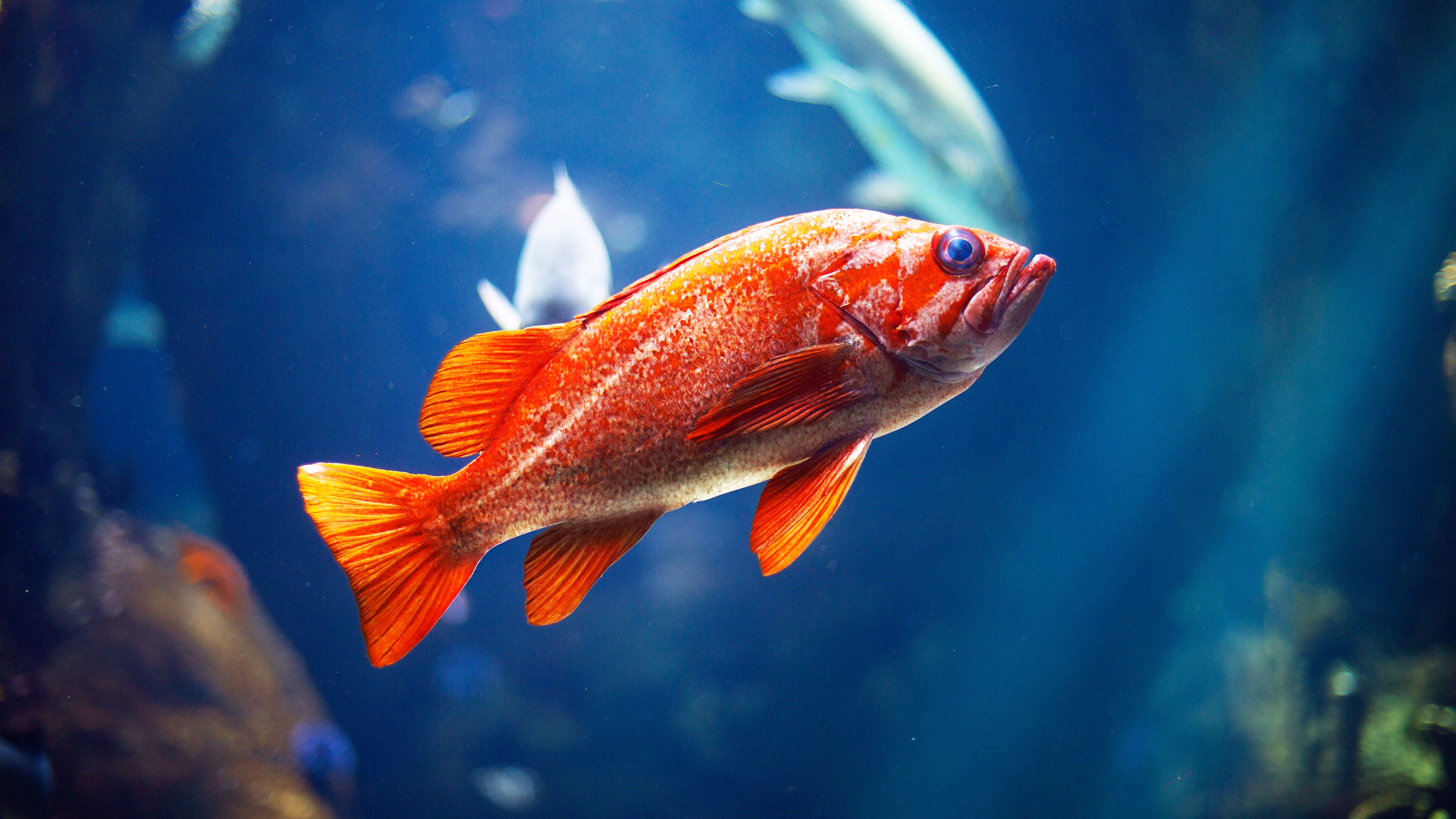 HDoboi.Kiev.ua - Красивая красная рыбка под водой, обои для стола рыбы