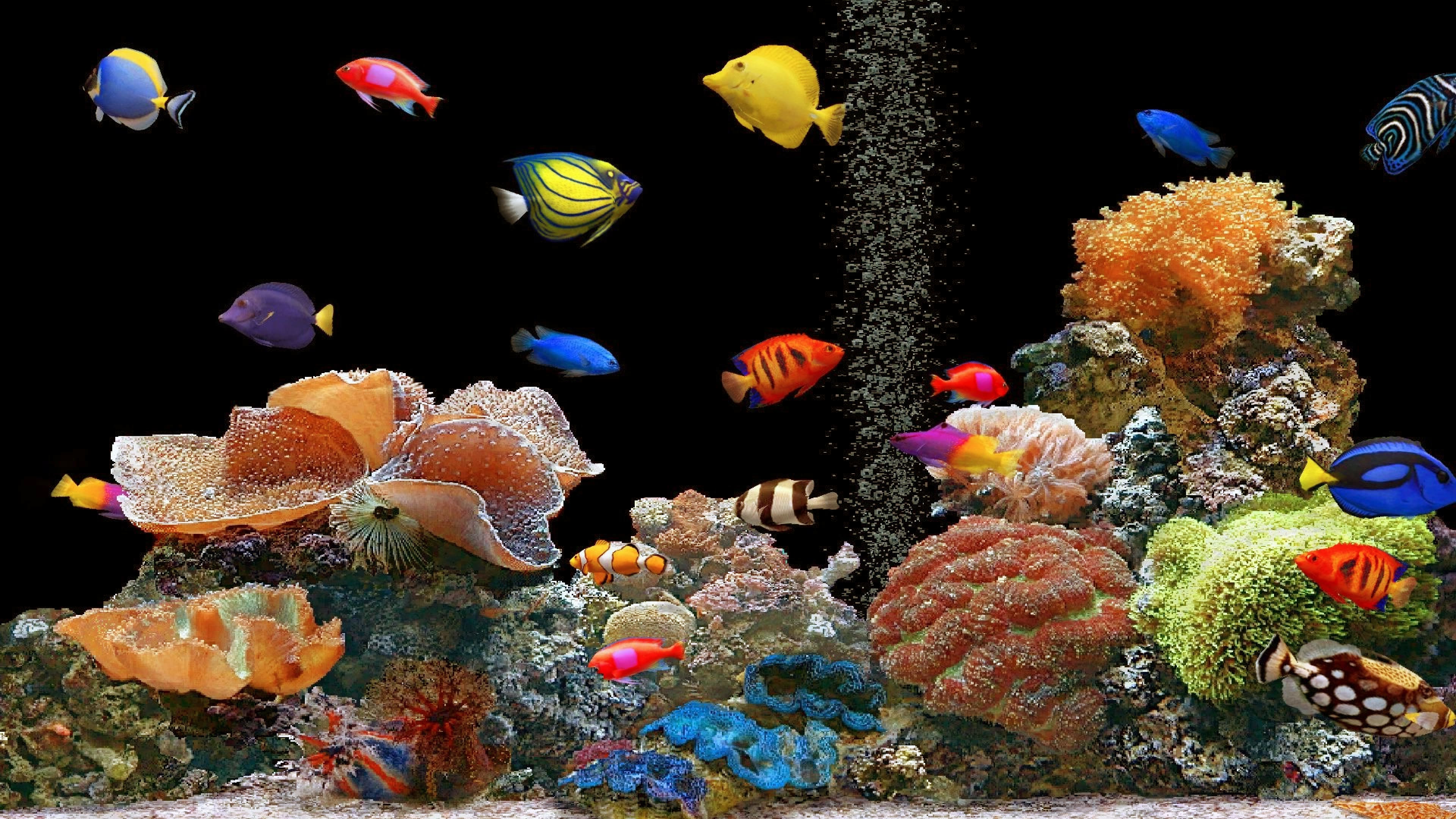 HDoboi.Kiev.ua - Красочные рыбки в аквариуме на черном фоне, обои на телефон про Животных
