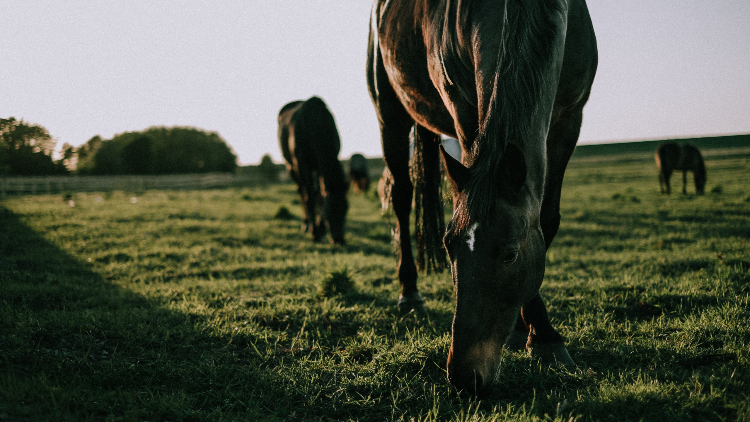 HDoboi.Kiev.ua - Лошадь на поляне, обои лошади на телефон андроид скачать