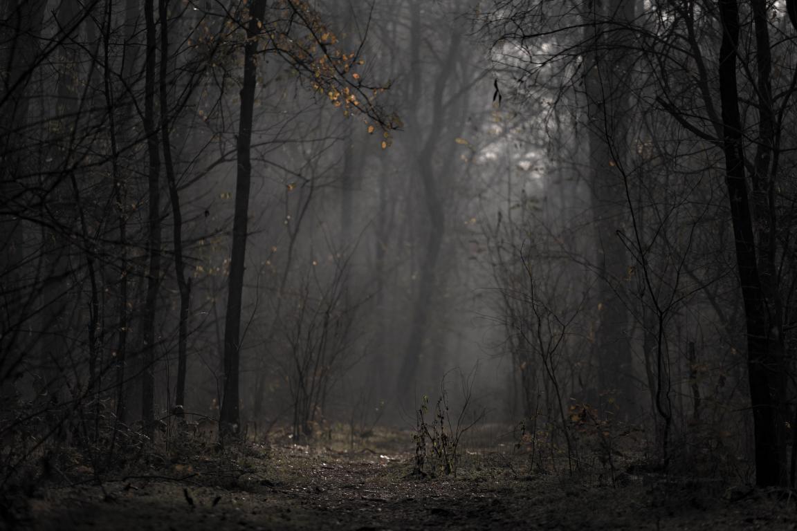 лес, туман, деревья, ветки, осень, 5472 на 3648 пикселей