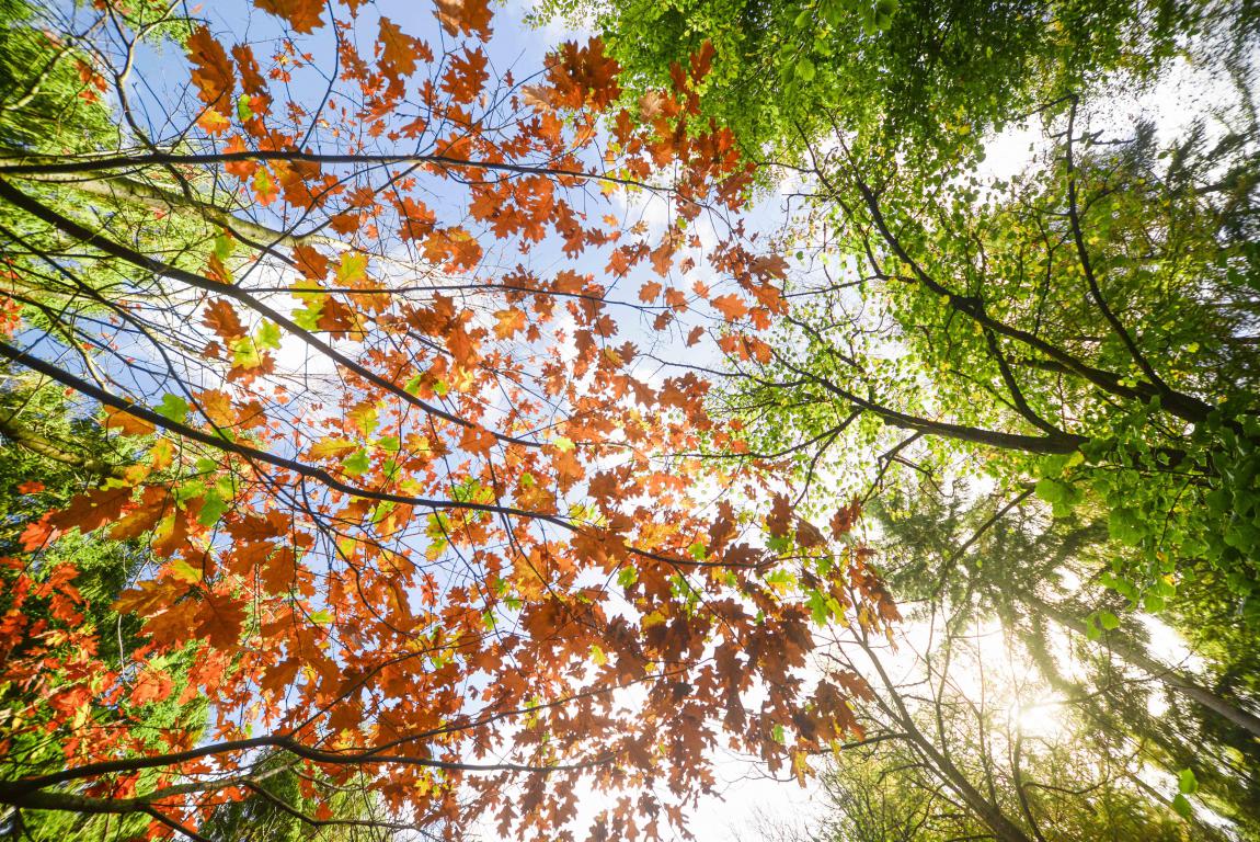 Зеленые и желтые листья на деревьях на фоне неба осенью, 5000 на 3338 пикселей
