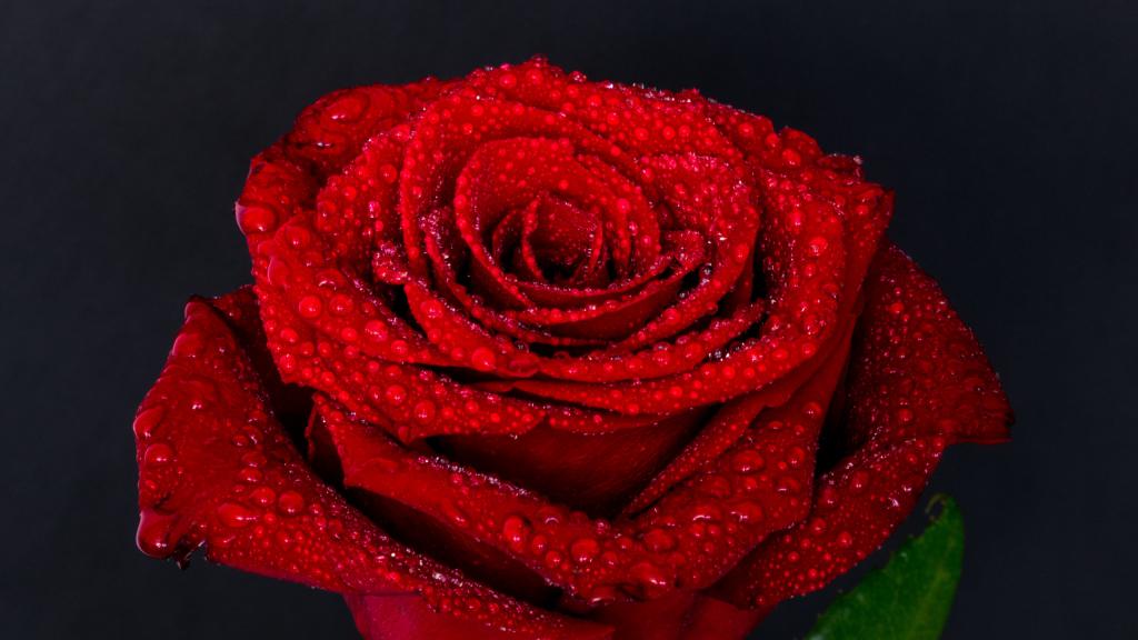 Красная роза на черном фоне, обои цветов на рабочий стол вертикальные, 2560 на 1440 пикселей
