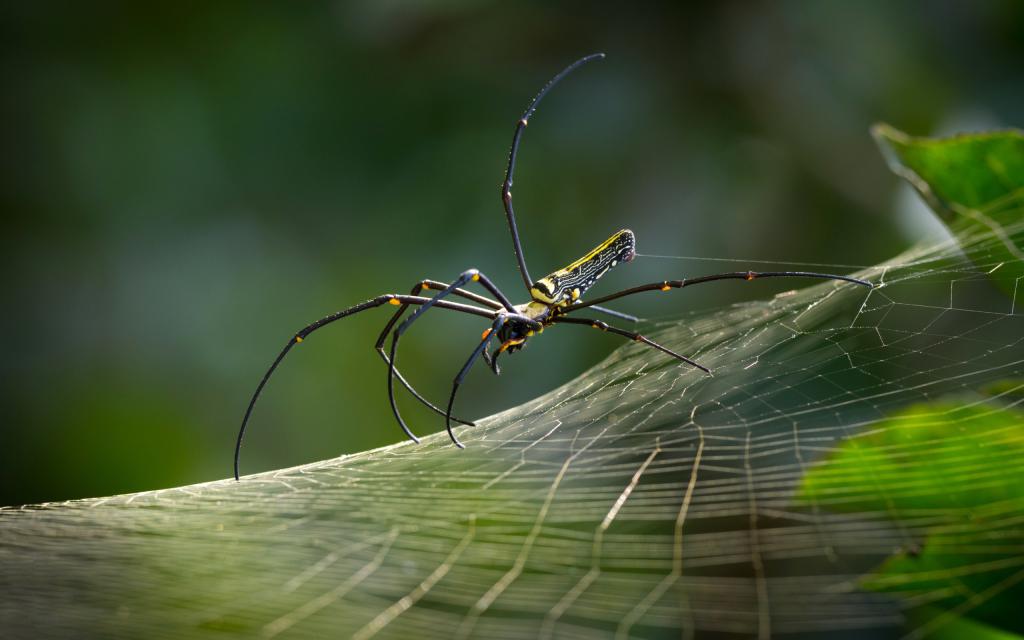 Паук с длинными лапами, обои телефон паук, паутина, опасные насекомые картинки, 2560 на 1600 пикселей
