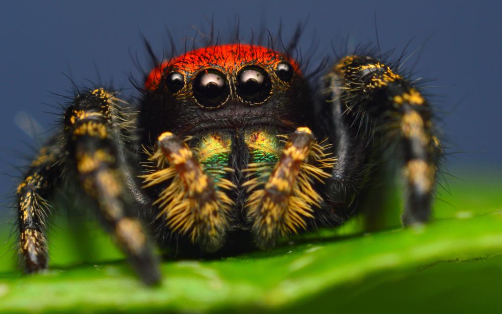 Паук скакун, насекомое паук картинки, макросъемка, животные, 2560 на 1600 пикселей