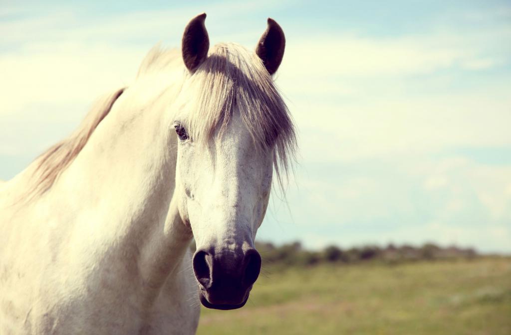 Красивая белая лошадь, обои коней скачать, 3650 на 2400 пикселей