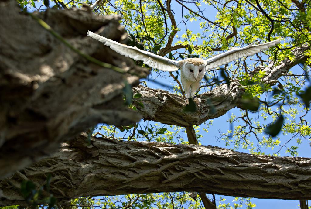 Большая белая сова взлетает с дерева, обои на телефон андроид птицы, 5120 на 3443 пикселей