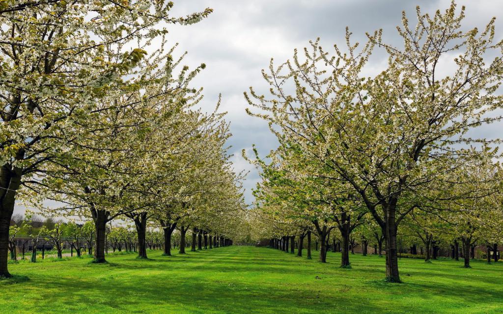 цветущий грушевый сад, природа, заставки на рабочий стол весна большие, 3840 на 2400 пикселей