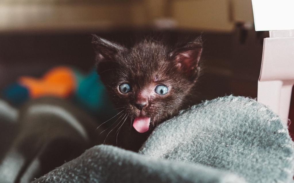 Маленький котенок с голубыми глазами, 1920 на 1200 пикселей