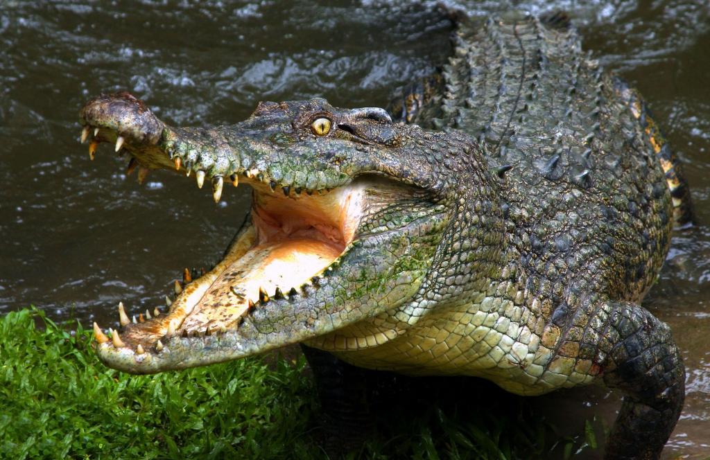 Огромный крокодил с большими зубами, картинки животных рептилии, 3700 на 2400 пикселей