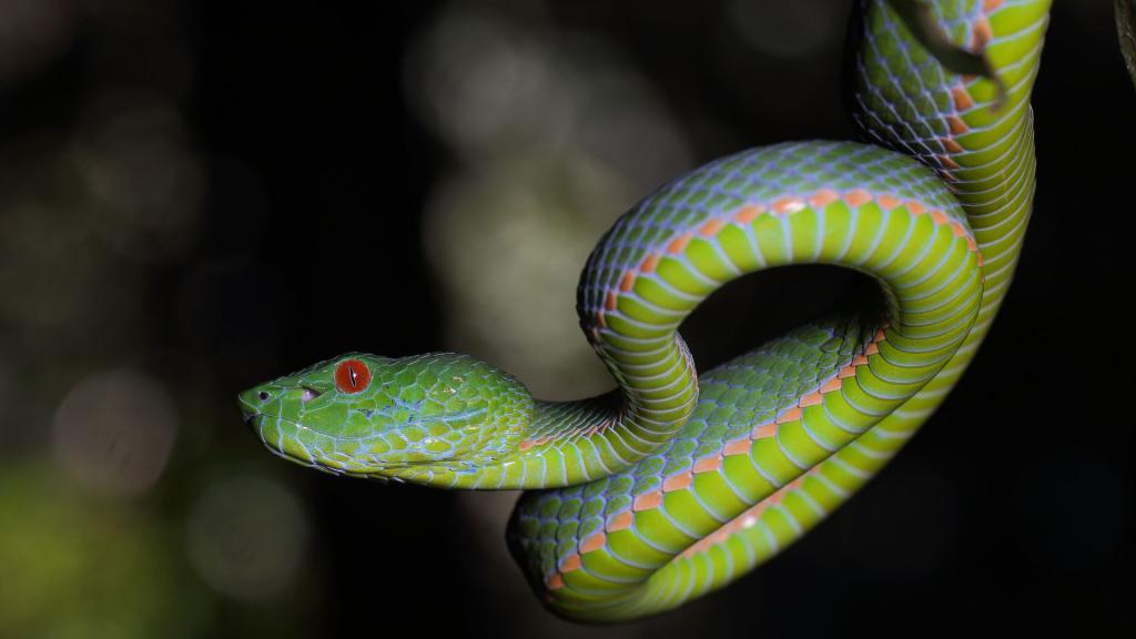 Зеленая гадюка с красными глазами, обои змеи на андроид, 3840 на 2160 пикселей