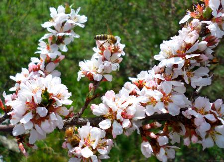 Цветущая китайская вишня, обои весна нежные