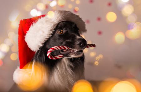 Собака в шапке Санта Клауса, новый год 2019 обои на рабочий