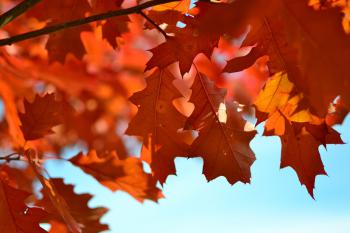 Яркие оранжевые листья дуба на дереве осенью
