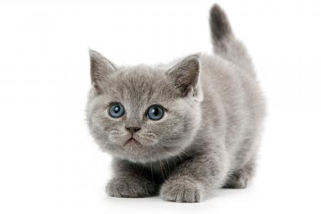 Серый британский вислоухий кот на белом фоне