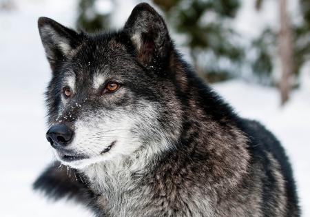 Большой серый волк зимой