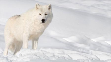 Красивый белый волк в снегу, 5k wallpapers for iphone
