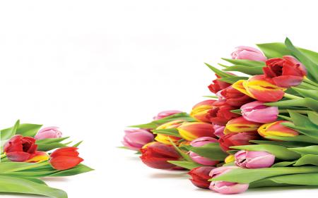 Тюльпаны на белом фоне к 8 марта