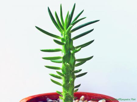 Кактус аустроцилиндропунция, цветы, обои айфон 8 природа