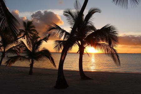 Пальмы на берегу моря на закате солнца