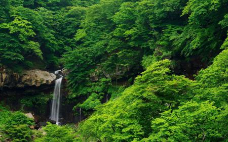 Маленький водопад в густых зеленых зарослях