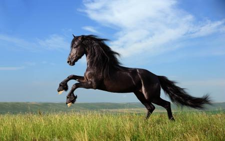 Черный конь в поле, обои на компьютер лошади