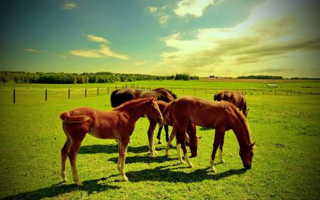 Лошадки пасутся на зеленой поляне, обои коней скачать