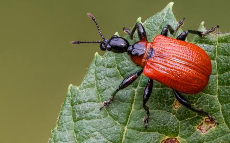 Красный жук на листе, заставки на телефон андроид животное