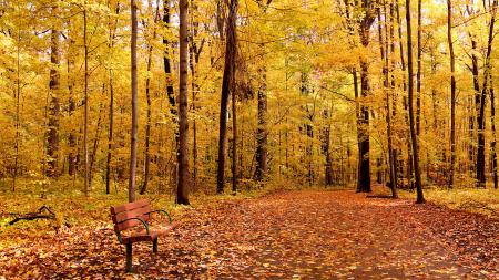Осенний пейзаж в лесу, обои на телефон андроид осень