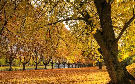 Золотая осень в парке, осенние обои на ноутбук, hd заставки