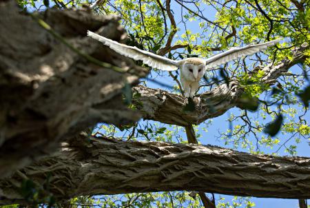 Большая белая сова взлетает с дерева, обои на телефон андроид птицы