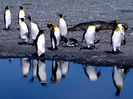 Пингвины на берегу в оттепель, обои на телефон красивые птицы