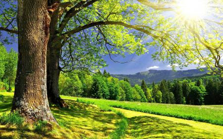 Зеленые деревья под солнцем, обои пейзажи лето, природа