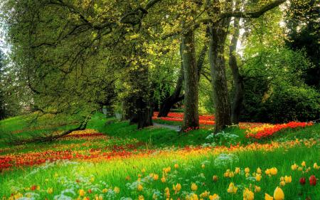 Красивая цветочная поляна цветов в парке, обои на стол лето цветы
