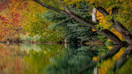 Осенняя листва у озера, скачать обои на планшет природа