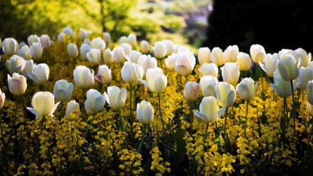 Белые тюльпаны, природа, цветы, времена года