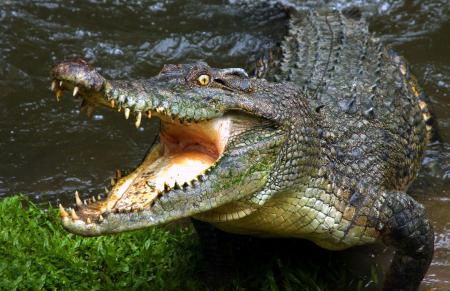 Огромный крокодил с большими зубами, картинки животных рептилии
