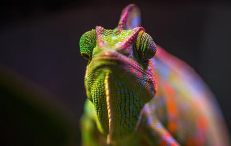 Разноцветный хамелеон макросъемка, chameleon wallpaper 4k hd